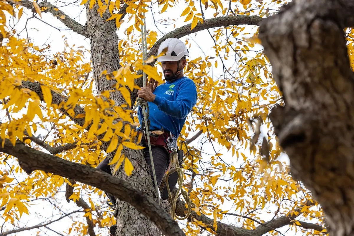 Skilled Tree Disease Treatment crew working in Belmont